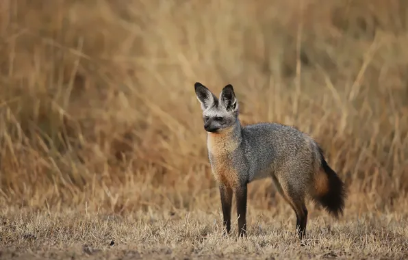Grass, Fox, Fox, bat-eared