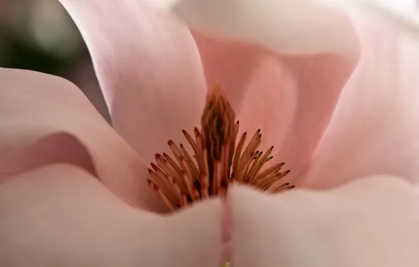 Picture flower, petals, Magnolia