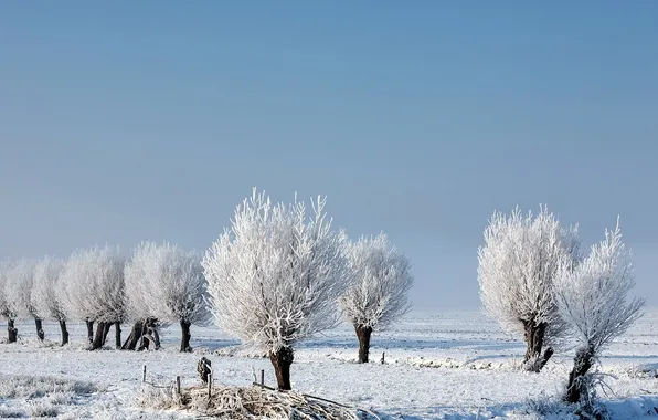 Winter, snow, trees