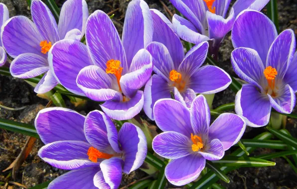 Flowers, widescreen, Wallpaper, spring, crocuses, wallpaper, widescreen, background