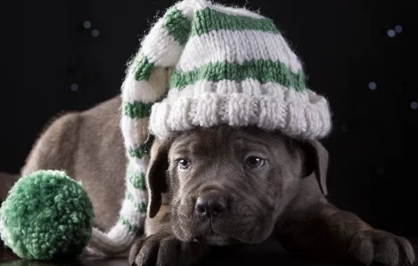 Picture hat, cute, puppy, breed, cane Corso