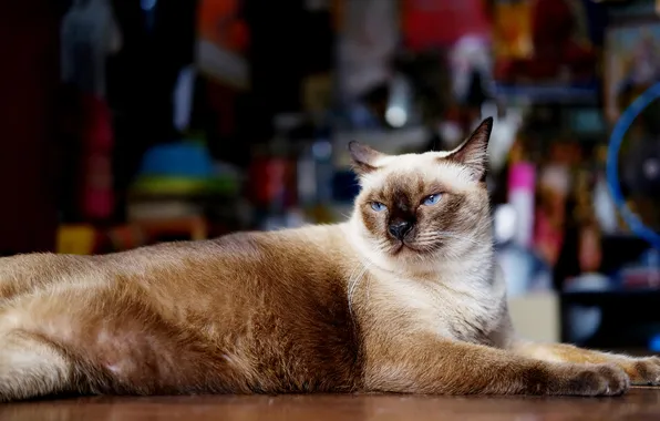 Cat, cat, look, pose, lies, face, bokeh, Siamese