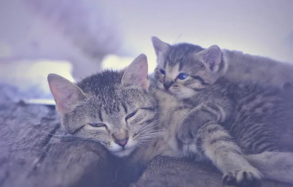 Cat, kitty, motherhood