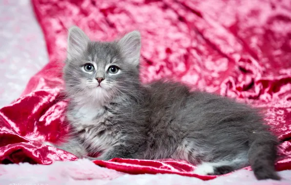 Cat, look, background