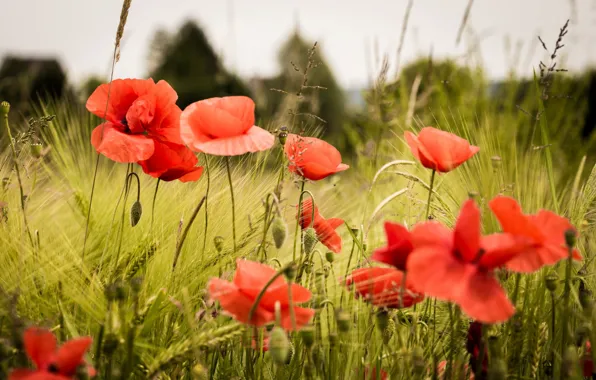 Picture grass, flowers, Maki, red, a lot