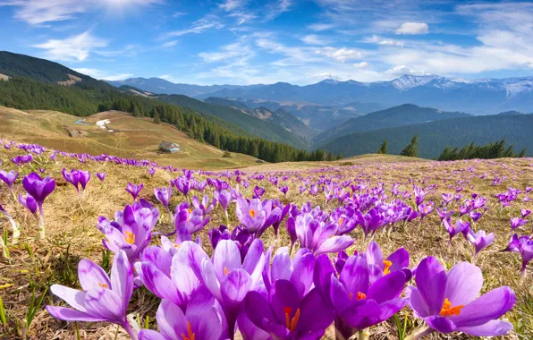 Picture the sky, the sun, flowers, mountains, spring, crocuses, landscape, nature
