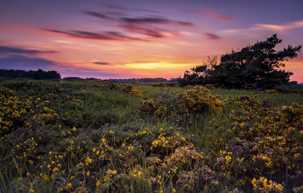 Picture sunset, flowers, meadow, Pascal Lechaudel have