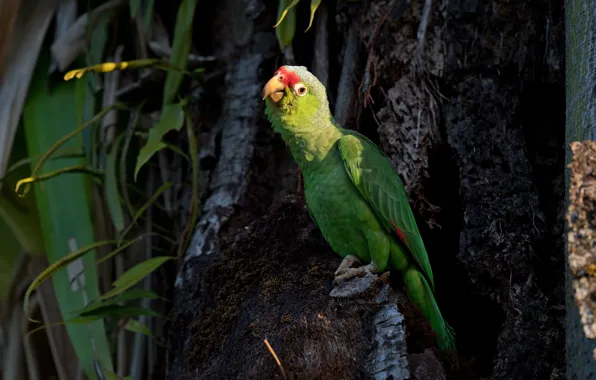 Leaves, green, the dark background, tree, bird, parrot, Amazon