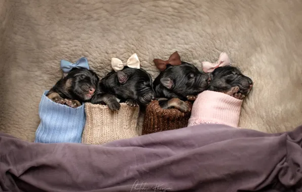 Puppies, socks, bows, crumbs