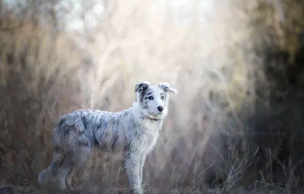 Nature, each, dog