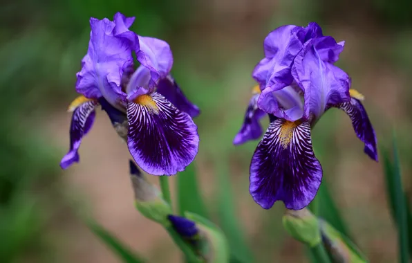 Leaves, flowers, background, pair, purple, Duo, irises, two