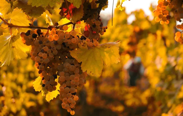 Leaves, yellow, nature, grapes, vineyard, bunches, vine