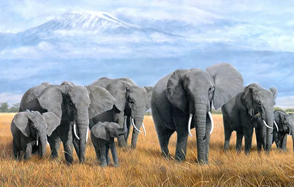 Field, grass, clouds, mountains, nature, figure, elephant, picture