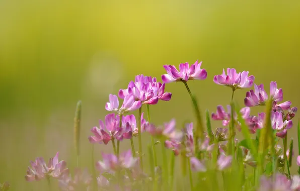 Picture nature, pink, focus, clover