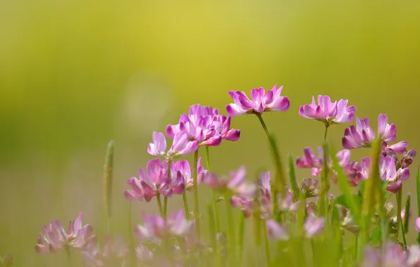 Nature, pink, focus, clover
