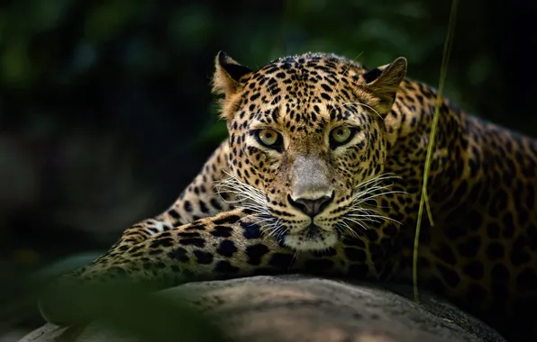 Cat, nature, background
