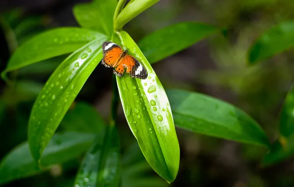 Picture leaves, drops, macro, nature, green, background, Wallpaper, butterfly