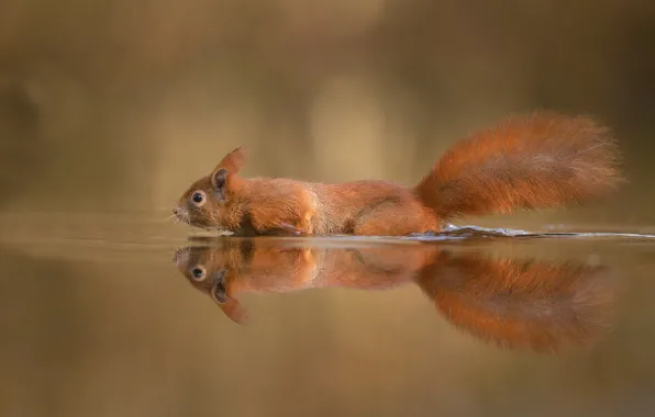 Picture water, swim, reflection, background, protein, tail, red