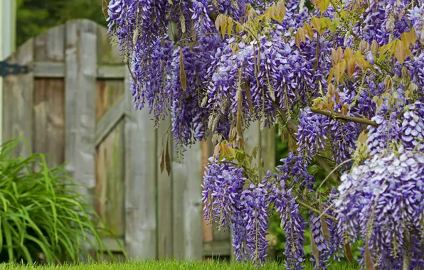 Picture flowering, Wisteria, bloom, Wisteria