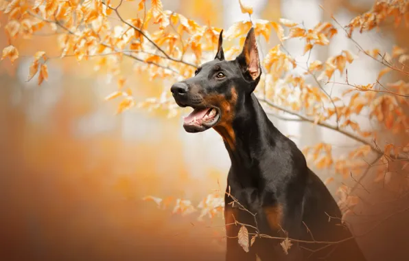 Autumn, face, branches, dog, Doberman