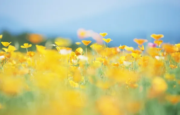 Picture field, flowers, escholzia, Eshsholtsiya