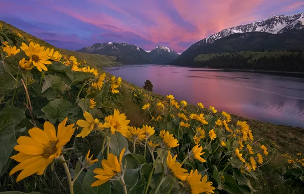 Flowers, mountains, shore, slope, pond, balsamorhiza