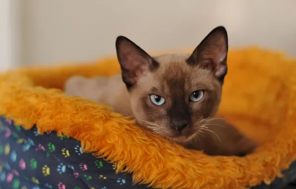 Cat, cat, look, face, portrait, lies, Siamese, bench