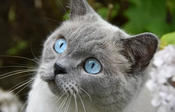 Animal, Cat, grey, blue eyes
