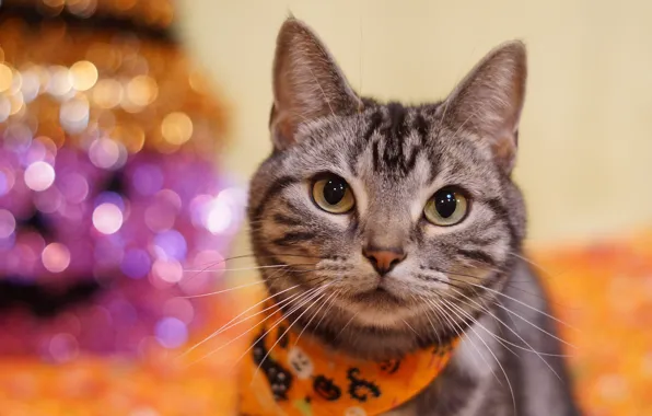 Cat, cat, look, grey, background, portrait, striped, shawl