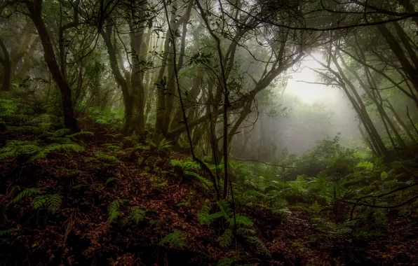 Picture autumn, forest, trees, fog
