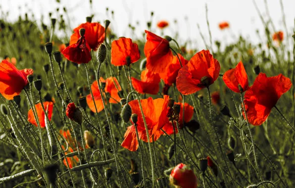 Summer, flowers, Maki, red, poppy field