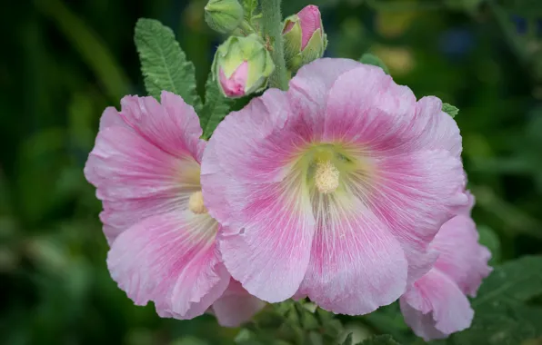 Picture macro, pink, mallow