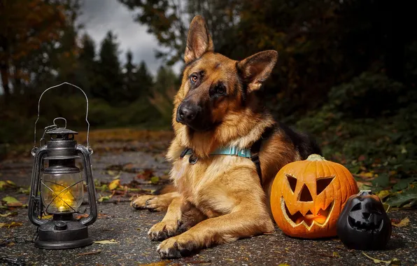 Autumn, forest, look, nature, pose, Park, foliage, dog