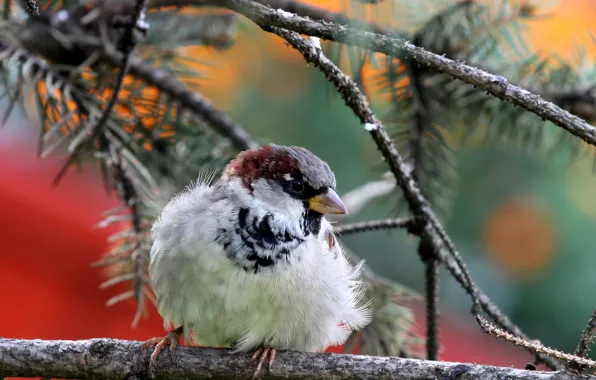 Nature, bird, branch, Sparrow, needles