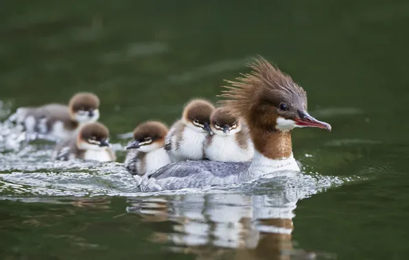 Duck, Chicks, Common merganser