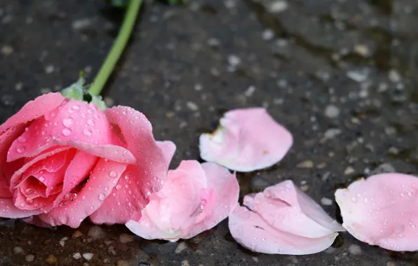 Background, Rose, petals, Bud, Pink