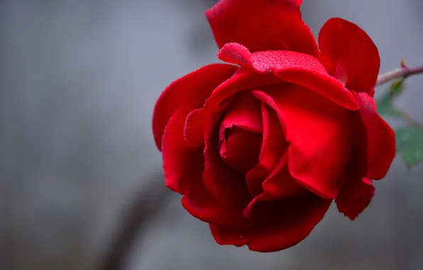 Picture macro, roses, petals, buds
