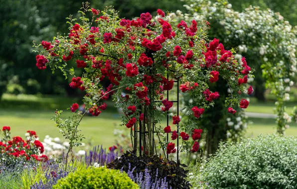 Picture flowers, red, roses, garden, support, flowerbed, rose Bush, climbing rose