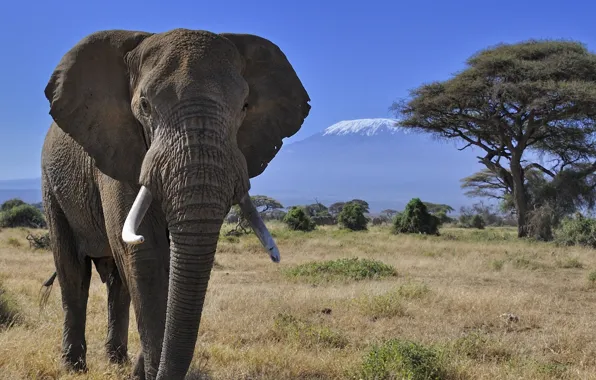 Picture trees, mountains, nature, elephant, Africa, tusks