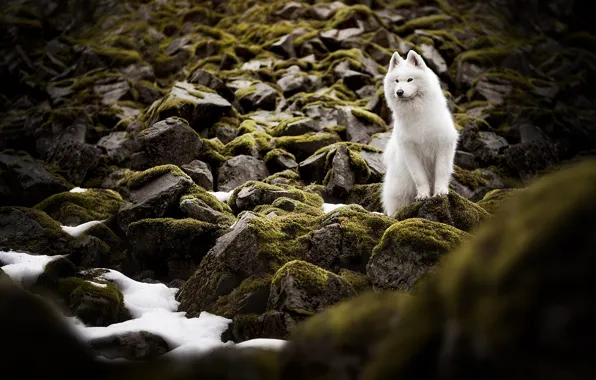 Look, snow, nature, pose, stones, moss, dog, white
