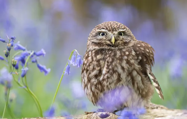 Look, flowers, nature, owl, bird, bells, bokeh, owl