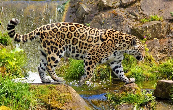 Picture stones, waterfall, Jaguar, big cat, is