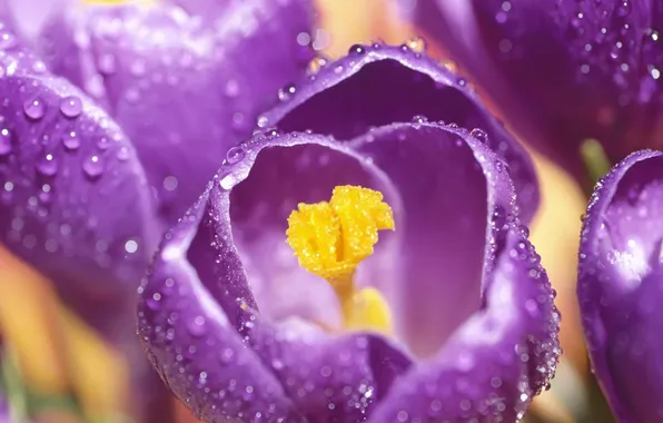 Flower, purple, Rosa, petals, pistil