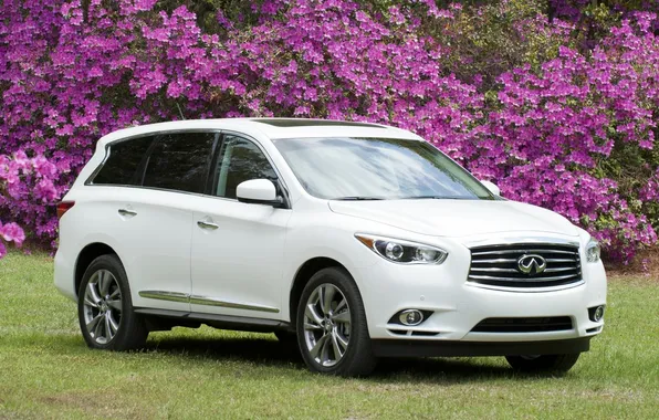 Picture white, grass, flowers, jeep, Infiniti, the bushes, infiniti, ancestor