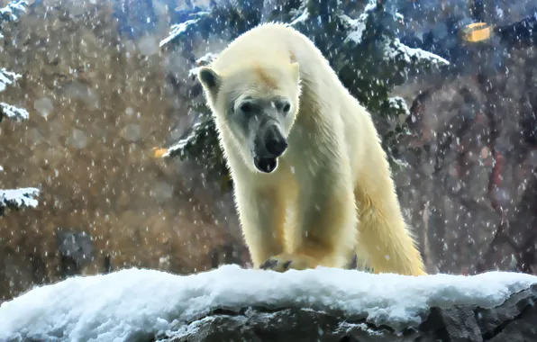 Winter, white, nature, predator, power, bear