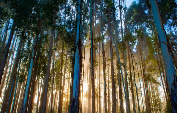Brazil, Brazil, Santa Catarina, Urubici, Santa Catarina, Eucalyptus forest, Eucalyptus forest, Urubichi