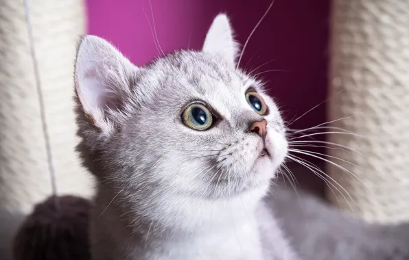 Cat, white, eyes, look, face, light, kitty, portrait