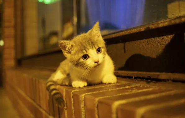 Picture baby, kitty, on the windowsill