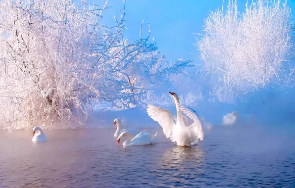 Winter, frost, snow, pond, river, couples, swans
