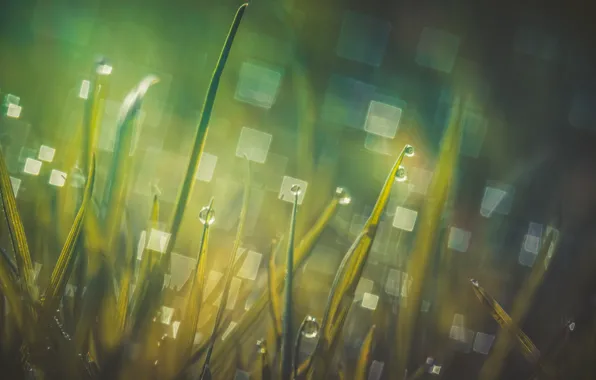 Picture grass, macro, Rosa, glare, morning, bokeh